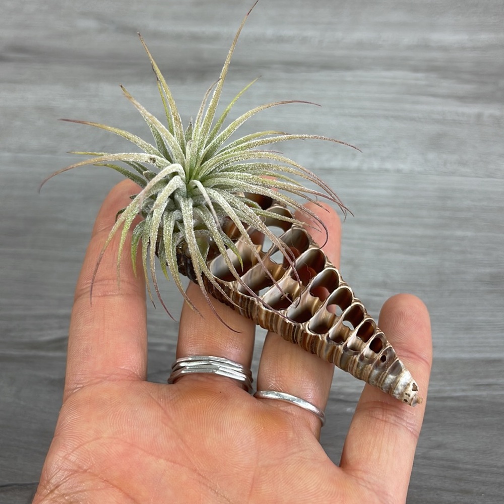🔆AIR PLANT BUDDY🔆 WITH REAL SEA SHELL HAND MADE AND UNIQUE - Picture 3 of 13